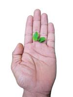 hand with green sapling, isolated, giving concept the beginning of growth photo