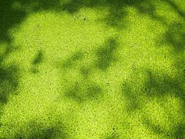La lenteja de agua verde tiene sombras de árboles negros y espacios en blanco que se utilizan para crear papeles pintados y papeles pintados. foto