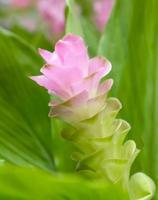 Siam tulip flower or Curcuma alismatifolia photo