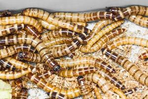 Close up Meal worms photo