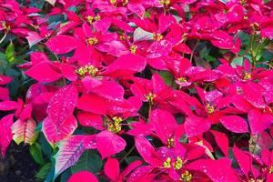 Euphorbia pulcherrima in garden photo