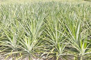 Pineapple plantation field photo