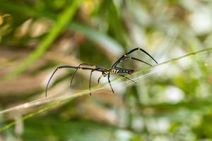 Spider and spider web on green leaf in forest photo