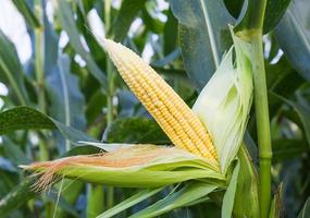 Corn on the stalk photo