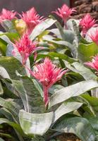 Close up pink flower of Bromeliad photo