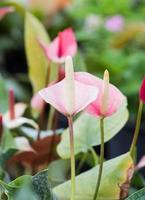 Anthurium flower in the garden photo
