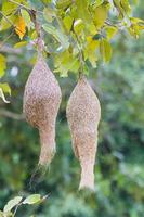 Baya weaver bird nest photo