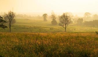 Wild grass with golden  hours in the morning photo