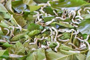 Silkworm eating mulberry green leaf photo