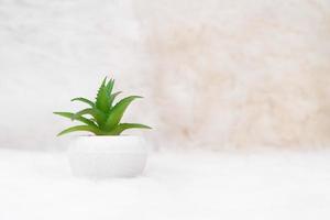 Little tree in vase on table photo