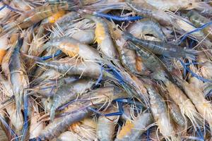 Fresh prawn shrimp on the market photo