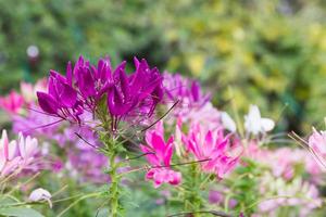 Purple spider flower in the garden photo