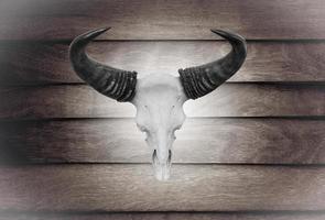 Closeup skull cow on wooden wall photo