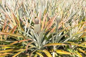 Cerrar planta de piña foto