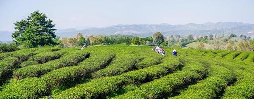 Worker picking tea leaves in tea plantation photo