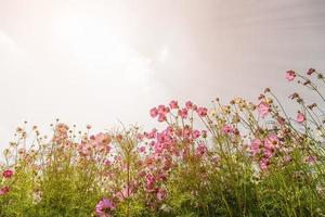 Blooming pink cosmos flowers photo