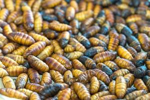 Pupa silkworm is hatched before becoming a butterfly photo