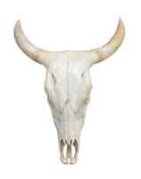 Head cow skull on white photo