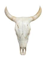 Head cow skull on white photo