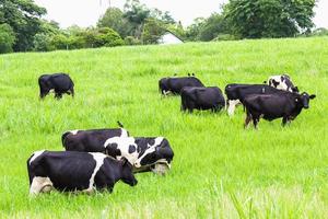 vacas en el pasto foto