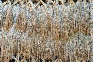 Dry paddy rice seeds photo