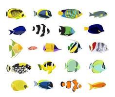 Colorful realistic tropical fishes set. Beautiful fishes for editing. vector