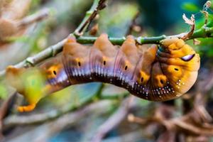 Caterpillars is creeping on tree photo