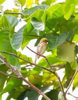 Baya weaver bird photo