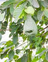 nido de pájaro tejedor de baya en el árbol foto