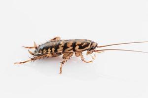 cockroach on white background photo