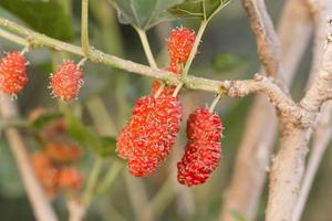 Mulberry on tree is Berry fruit in nature photo