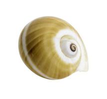 Close up Marine sea shell isolated photo