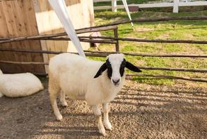 Sheep  in the farm photo