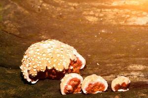 Baby Lingzhi mushroom or reishi mushroom photo