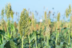 Sorghum in field agent blue sky photo