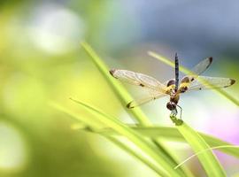 The dragonfly sitting on green leaf photo
