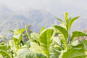 nicotiana tabacum planta herbácea foto