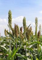 Close up Sorghum field photo