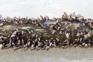 percebes de cuello de cisne en la arena foto