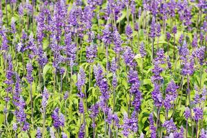 Blue Salvia  flower photo