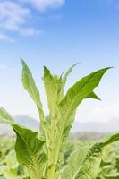 Close up Nicotiana tabacum photo