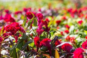 flor de cresta de gallo celosia cristata foto