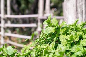 planta de menta cultivada en huerta foto