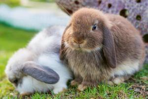 Cute Holland lop rabbits  in the garden photo