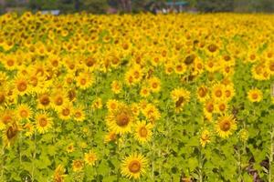 Beautiful natural scenery with sunflower fields. photo