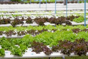 Vegetables in a hydroponics greenhouse. Planting plants using a nutrient solution in water instead of planting with soil. photo