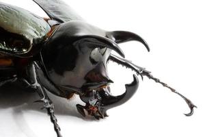 Beetle chalcosoma caucasus on white background photo