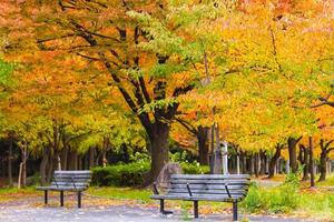Beautiful natural scenery. Autumn leaves in a Japanese park. photo