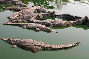 Crocodile swimming in lake. photo