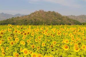 hermoso paisaje natural con campos de girasoles. foto